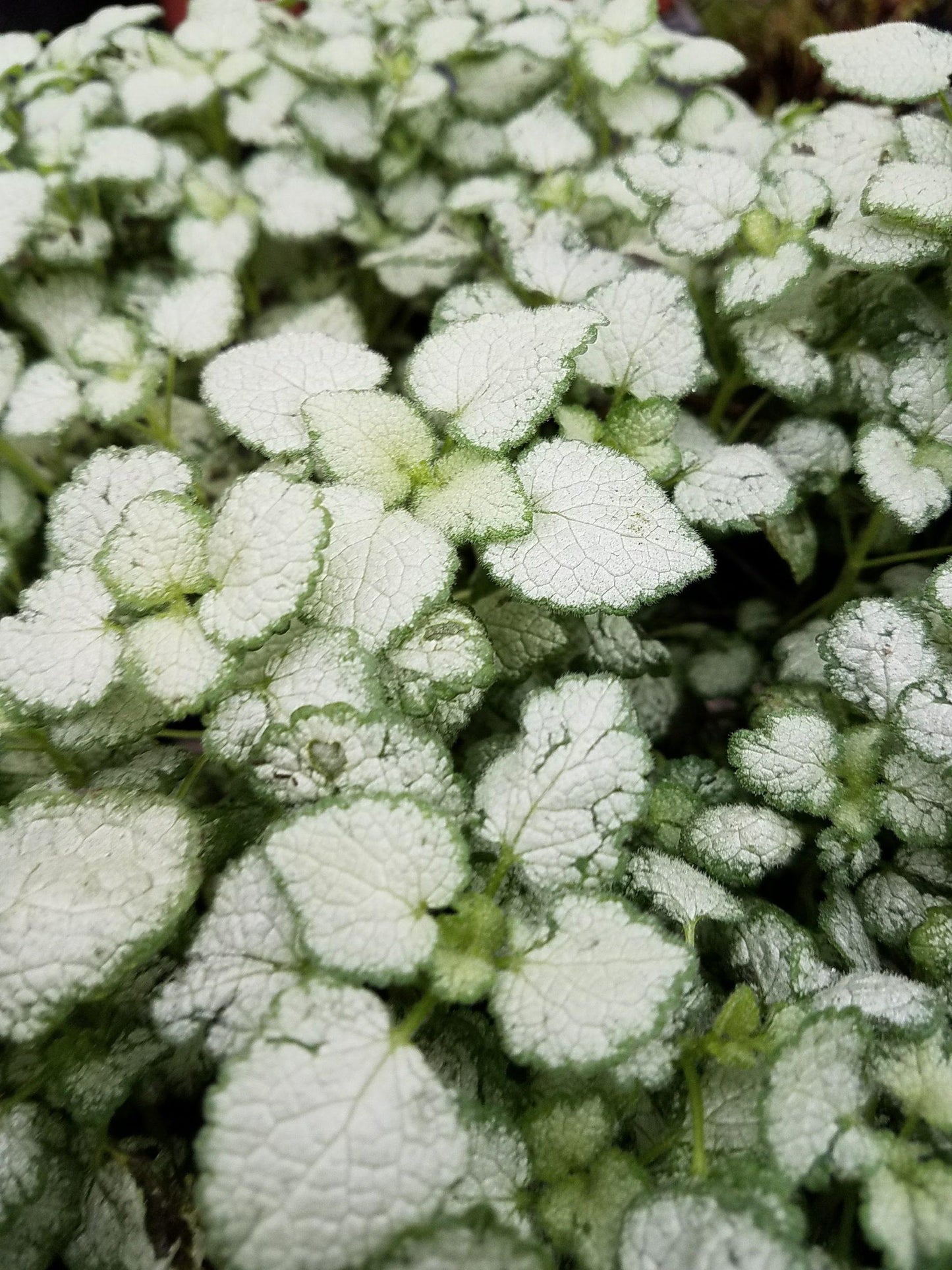 G1298 Lamium Maculatum Orchid Frost 19 61743ccd 6769 4e68 97a5 6c09a7c17f40 from www redcrocus com