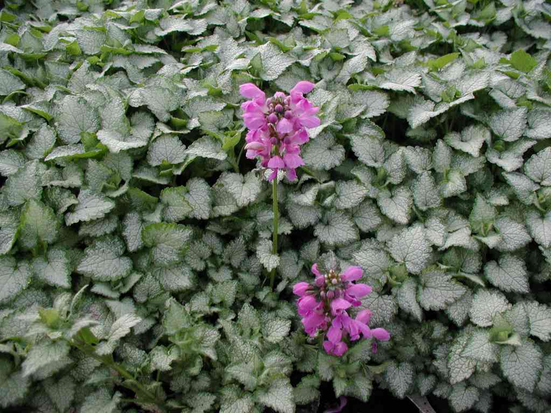 G1298 Lamium Maculatum Orchid Frost - View 20 from www redcrocus com