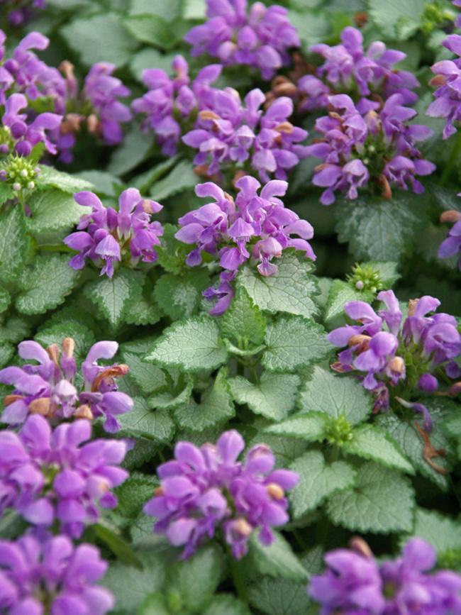 G1298 Lamium Maculatum Orchid Frost - View 20 from www redcrocus com