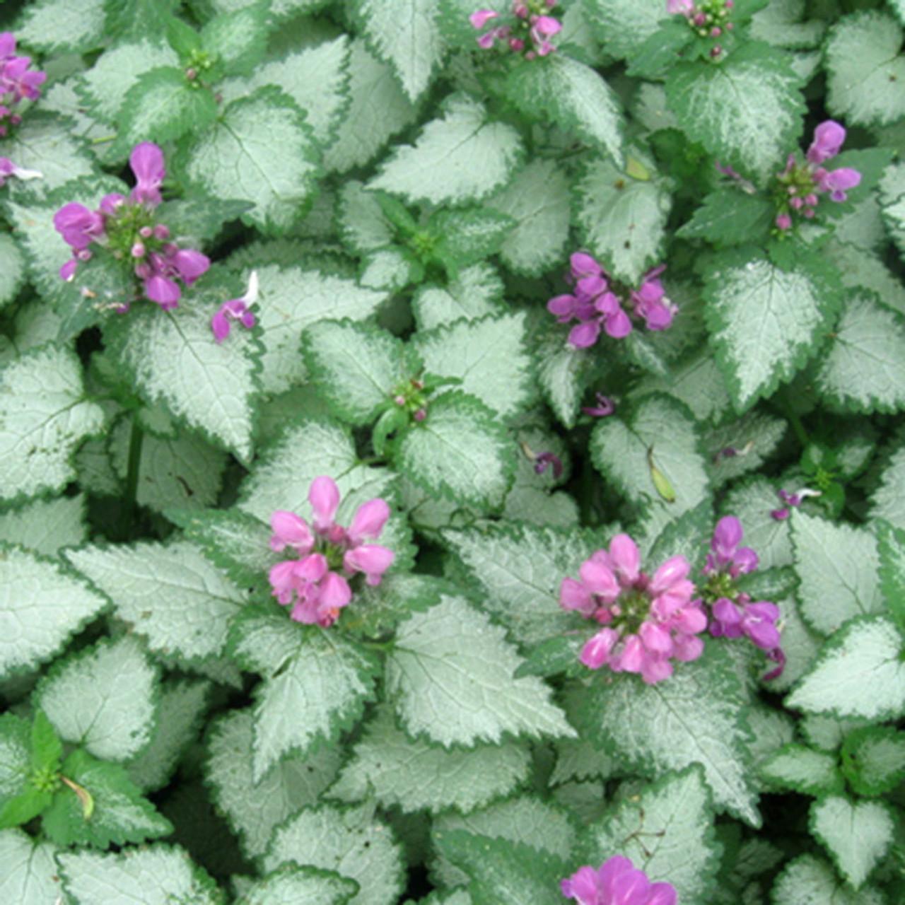 G1298 Lamium Maculatum Orchid Frost - View 2 from www redcrocus com