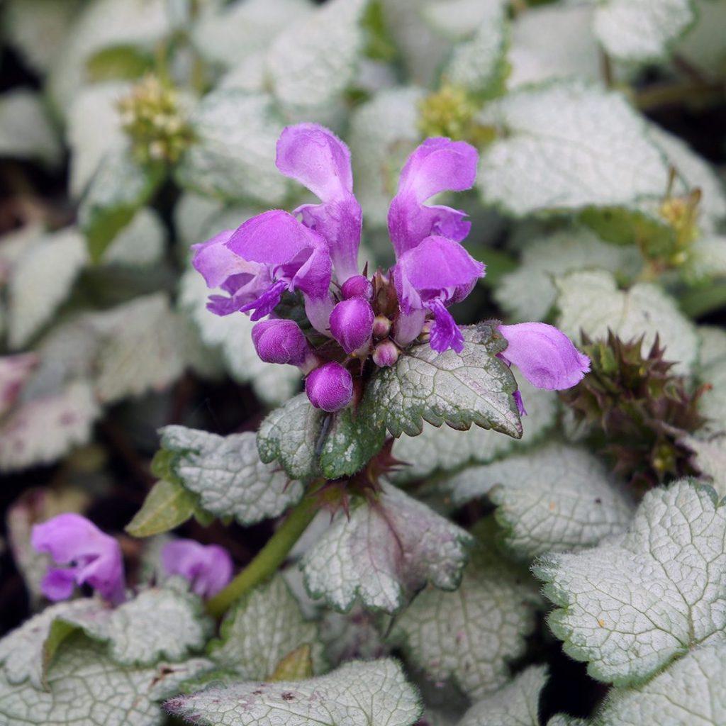 G1298 Lamium Maculatum Orchid Frost 3 Aca584a3 C6cd 404b 8d4f 740e8c6ea6e0 from www redcrocus com
