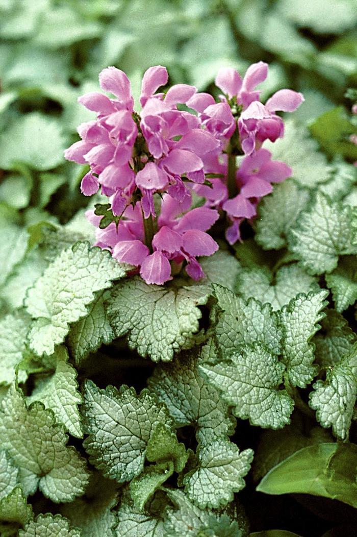 G1298 Lamium Maculatum Orchid Frost - View 4 from www redcrocus com