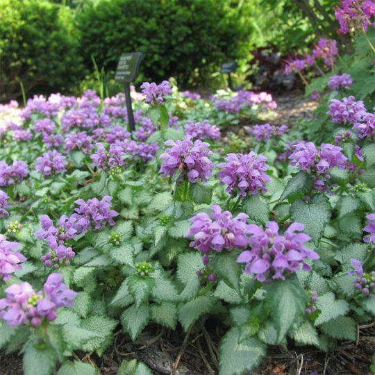 G1298 Lamium Maculatum Orchid Frost - View 5 from www redcrocus com