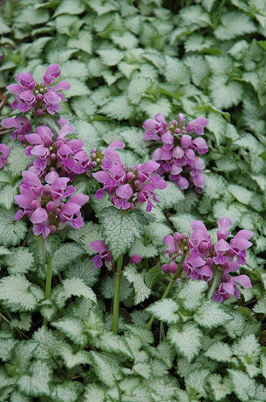G1298 Lamium Maculatum Orchid Frost 6 9442c087 2ddd 473c 9f44 Ad61c19c03c5 from www redcrocus com