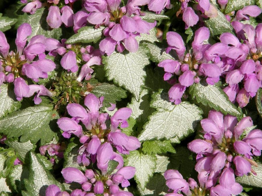G1298 Lamium Maculatum Orchid Frost - View 7 from www redcrocus com