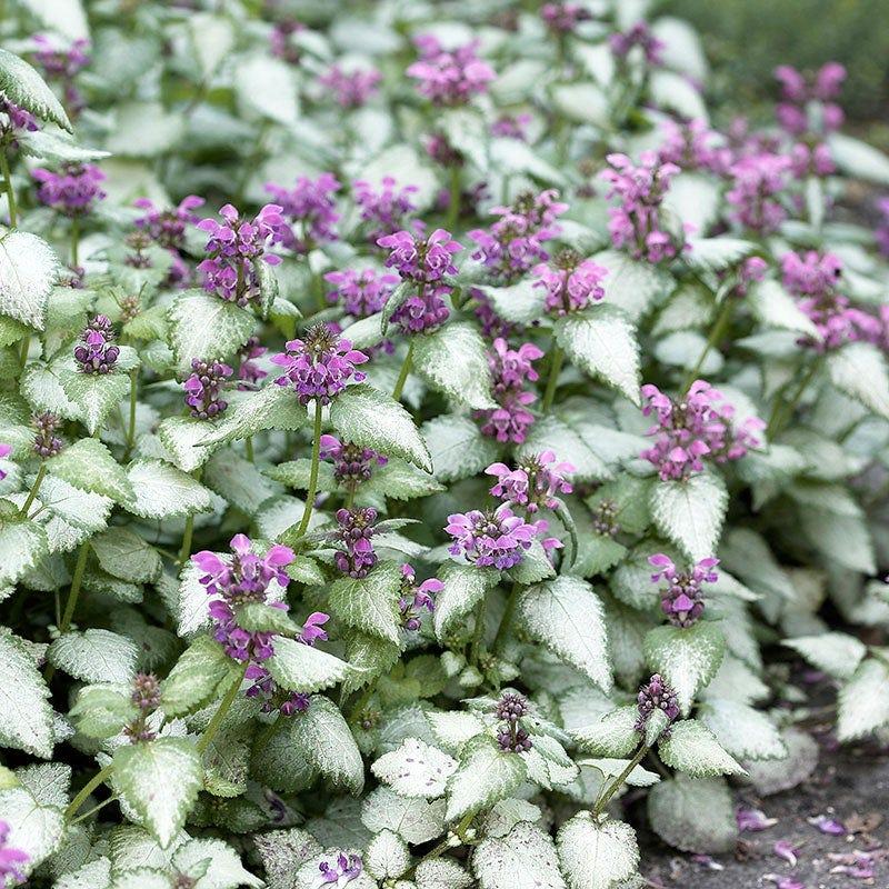 G1298 Lamium Maculatum Orchid Frost - View 8 from www redcrocus com