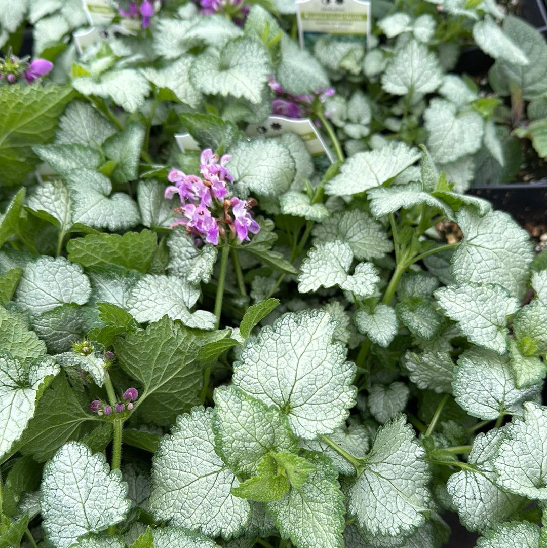 G1298 Lamium Maculatum Orchid Frost 9 D3f4d85b 2d73 4ce2 9959 560aea56a2af from www redcrocus com