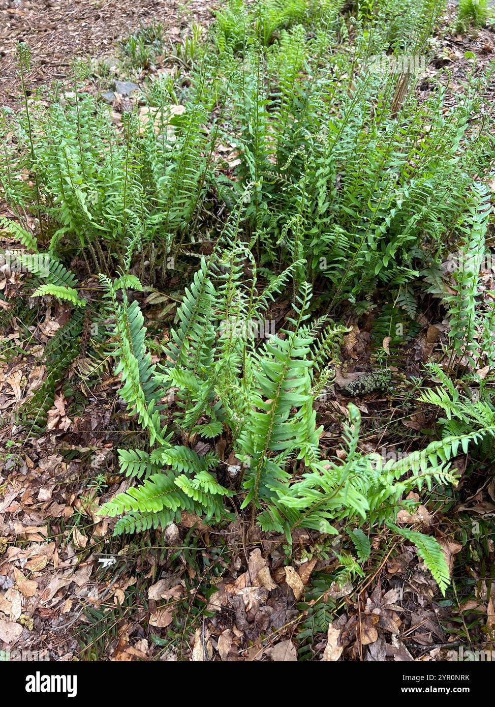 G129 Fern Polystichum Acrostichoides - View 10 from www redcrocus com