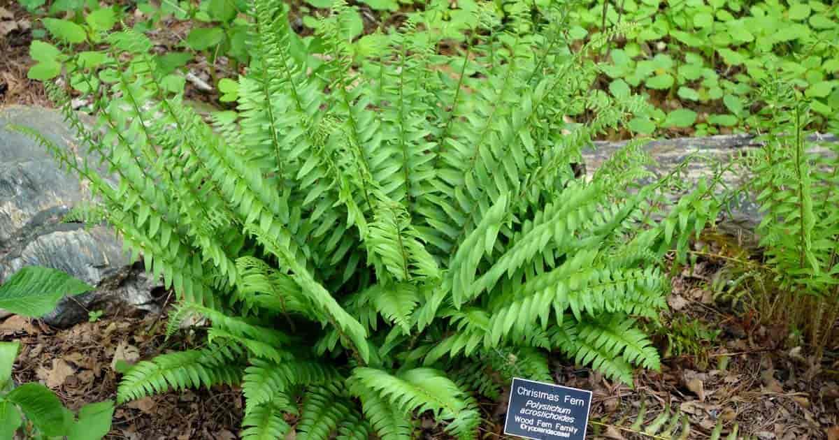 G129 Fern Polystichum Acrostichoides 12 1f7bdcf3 0ad2 4efa Ad49 6e18eb041172 from www redcrocus com