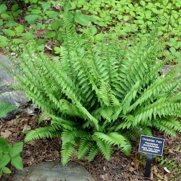 G129 Fern Polystichum Acrostichoides 13 C47d41eb 3fad 44e7 B3e4 C6e546c2dca7 from www redcrocus com