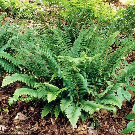 G129 Fern Polystichum Acrostichoides - View 14 from www redcrocus com