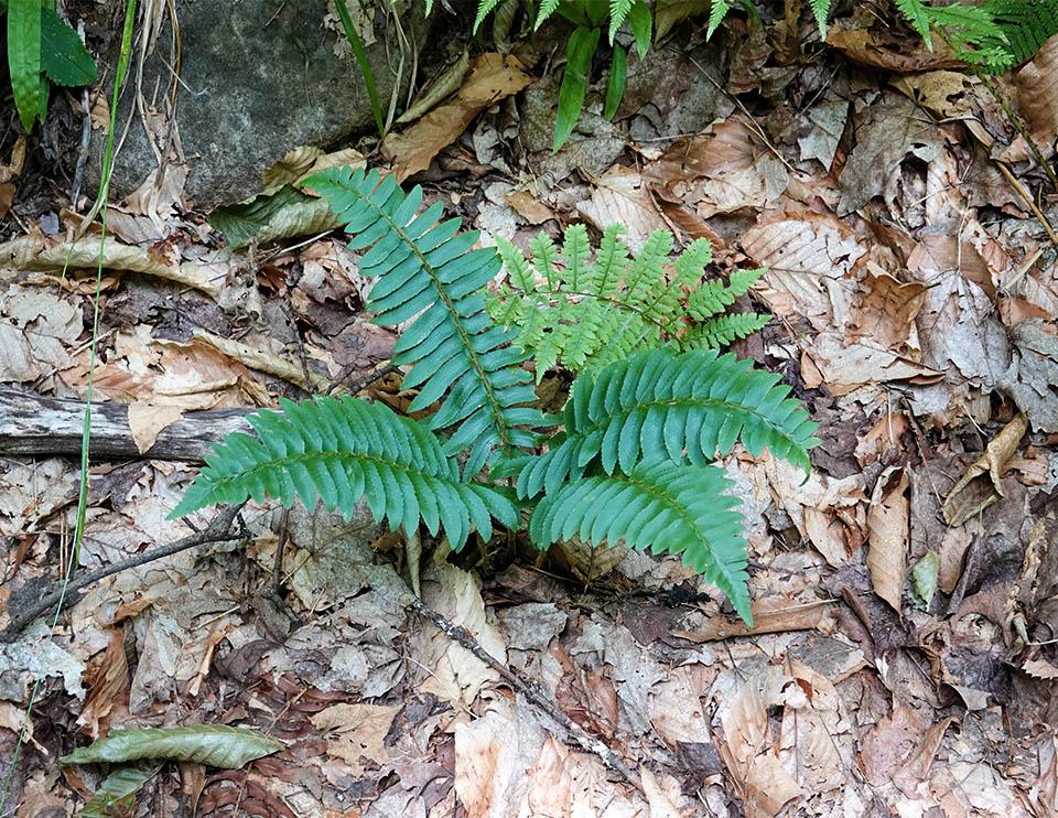G129 Fern Polystichum Acrostichoides - View 15 from www redcrocus com