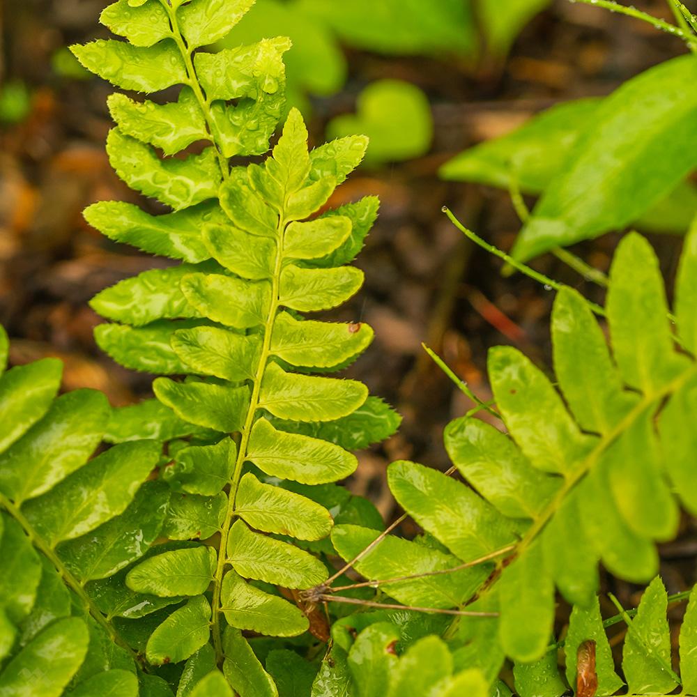 G129 Fern Polystichum Acrostichoides 16 20f90f1e 82b2 4fdc B89f 9209dac84a8c from www redcrocus com