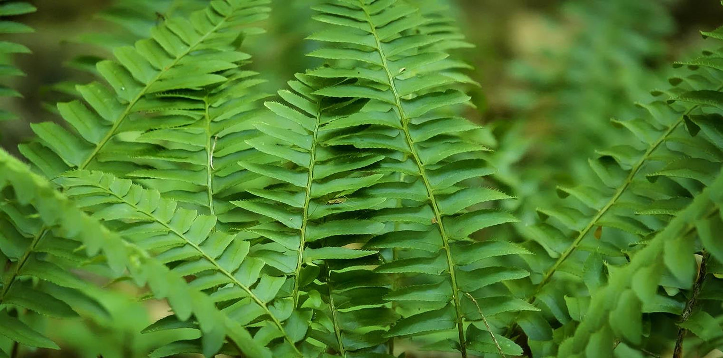 G129 Fern Polystichum Acrostichoides - View 3 from www redcrocus com
