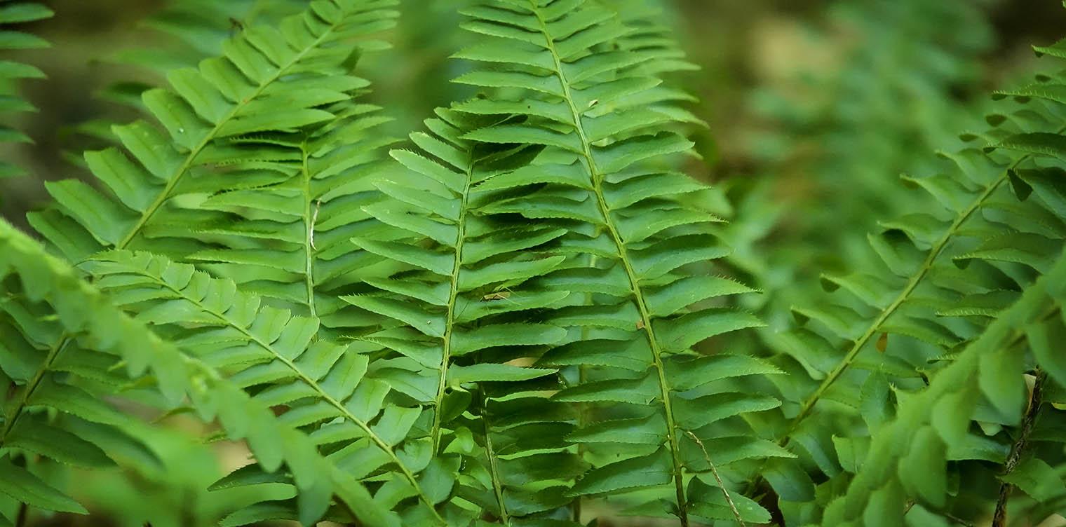 G129 Fern Polystichum Acrostichoides 3 25e22ac0 64ec 4a18 88d4 Ad59c40fbd10 from www redcrocus com