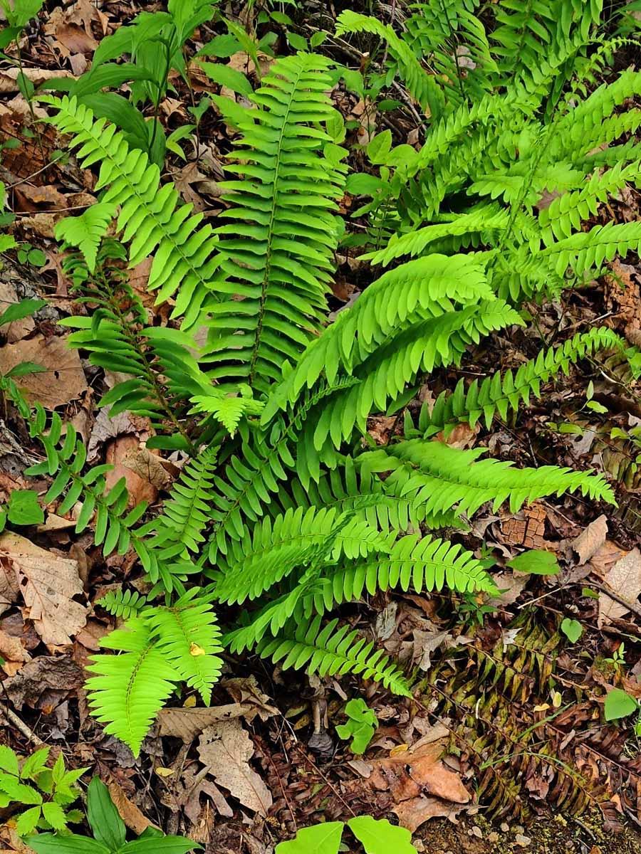G129 Fern Polystichum Acrostichoides - View 5 from www redcrocus com
