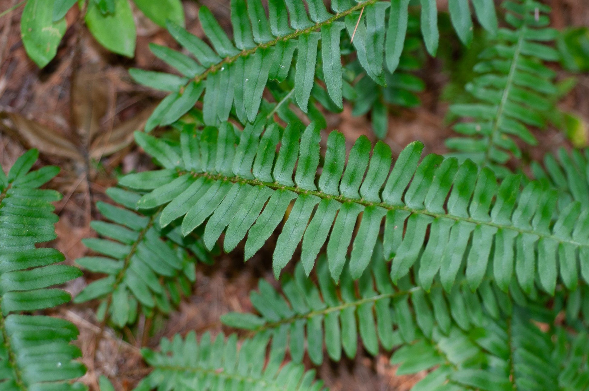G129 Fern Polystichum Acrostichoides 6 6225385a 543c 4881 8737 9abfb07eabeb from www redcrocus com