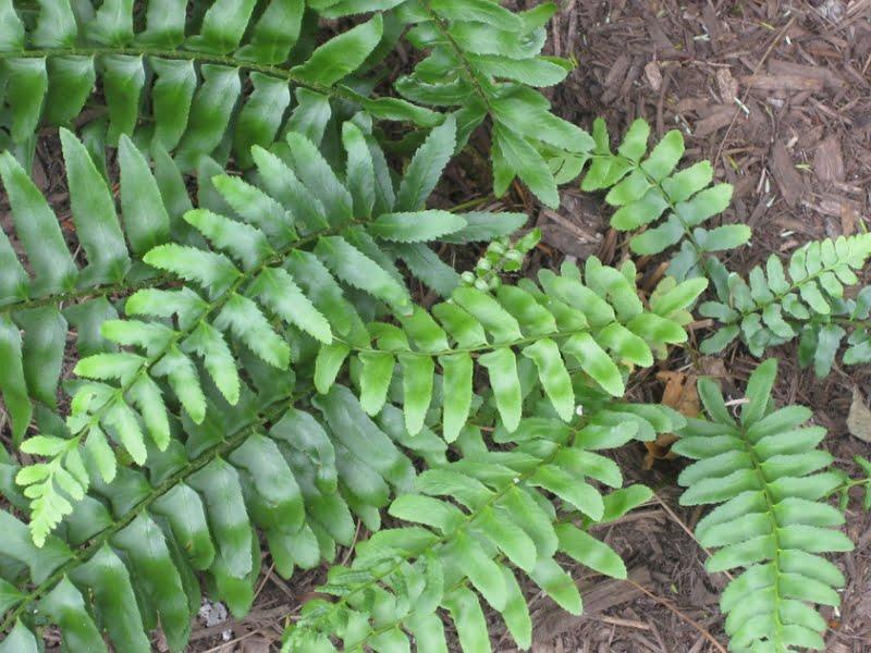 G129 Fern Polystichum Acrostichoides - View 9 from www redcrocus com