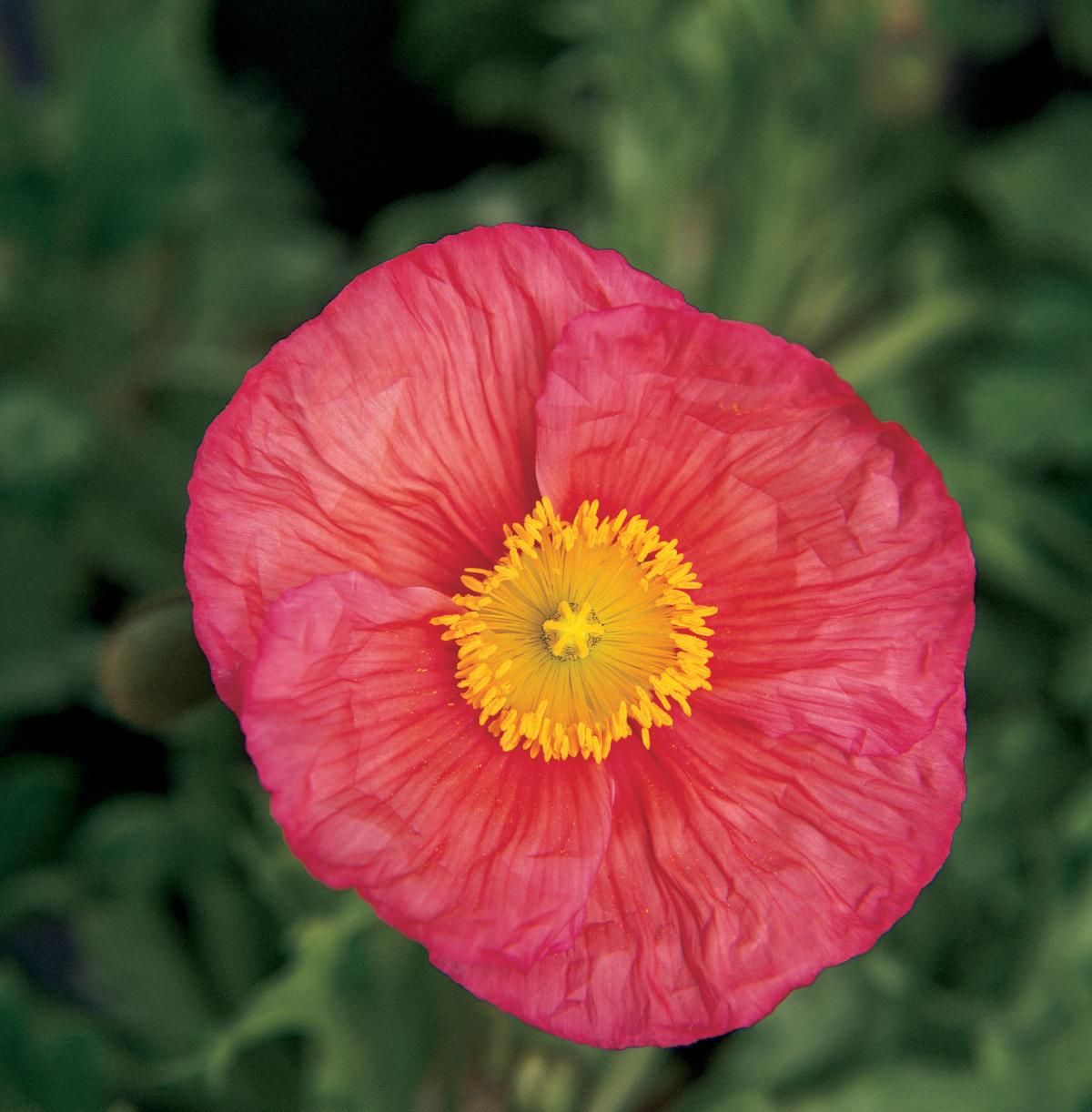 G1313 Papaver Nudicaule Champagne Pink 1 00fb7f10 493c 4fdb Ae89 9cd647eefbec from www redcrocus com