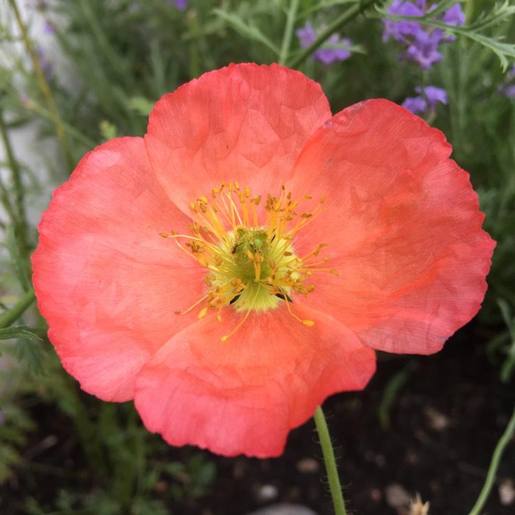 G1313 Papaver Nudicaule Champagne Pink 2 E3dc0a2b 1349 45d8 A69b 0843431d3022 from www redcrocus com