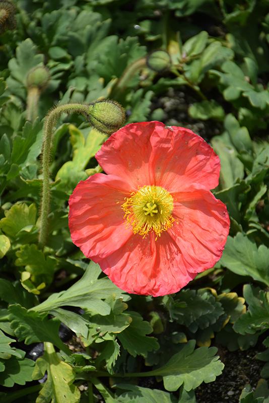 G1313 Papaver Nudicaule Champagne Pink 3 95b8eb87 84d8 434b B692 0397b2524c4d from www redcrocus com