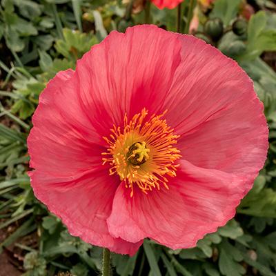 G1313 Papaver Nudicaule Champagne Pink 4 09fcaaf1 026c 48dd Bbcf B17167282059 from www redcrocus com