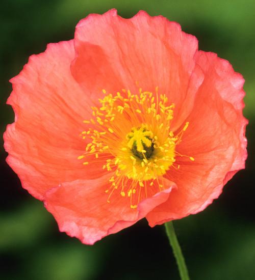 G1313 Papaver Nudicaule Champagne Pink 5 5fc79715 D2ae 4360 Bcba 63a857234c86 from www redcrocus com