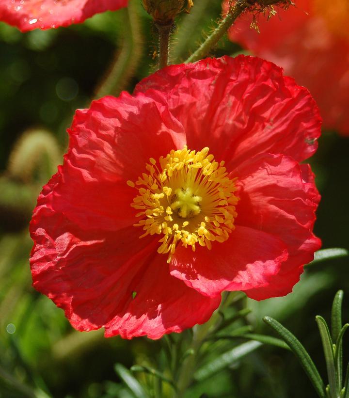 G1313 Papaver Nudicaule Champagne Pink 6 09888d7b Edc0 49ac 82a2 48339eb88659 from www redcrocus com