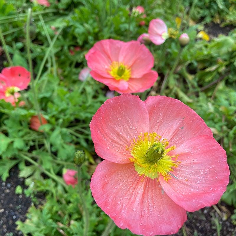 G1313 Papaver Nudicaule Champagne Pink 7 E1b83338 F067 495d 8d6e C29e514dbcff from www redcrocus com
