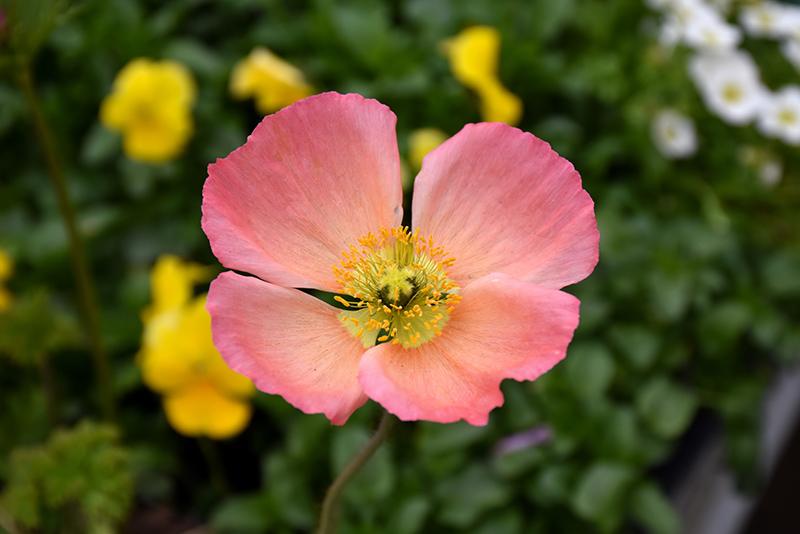 G1313 Papaver Nudicaule Champagne Pink 8 16363d29 D11a 485a A4cb Fa02c5bfc201 from www redcrocus com