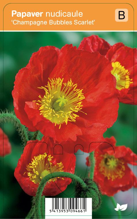 G1314 Papaver Nudicaule Champagne Scarlet 1 A8dee176 Acee 4551 85c8 2258b9ea288a from www redcrocus com