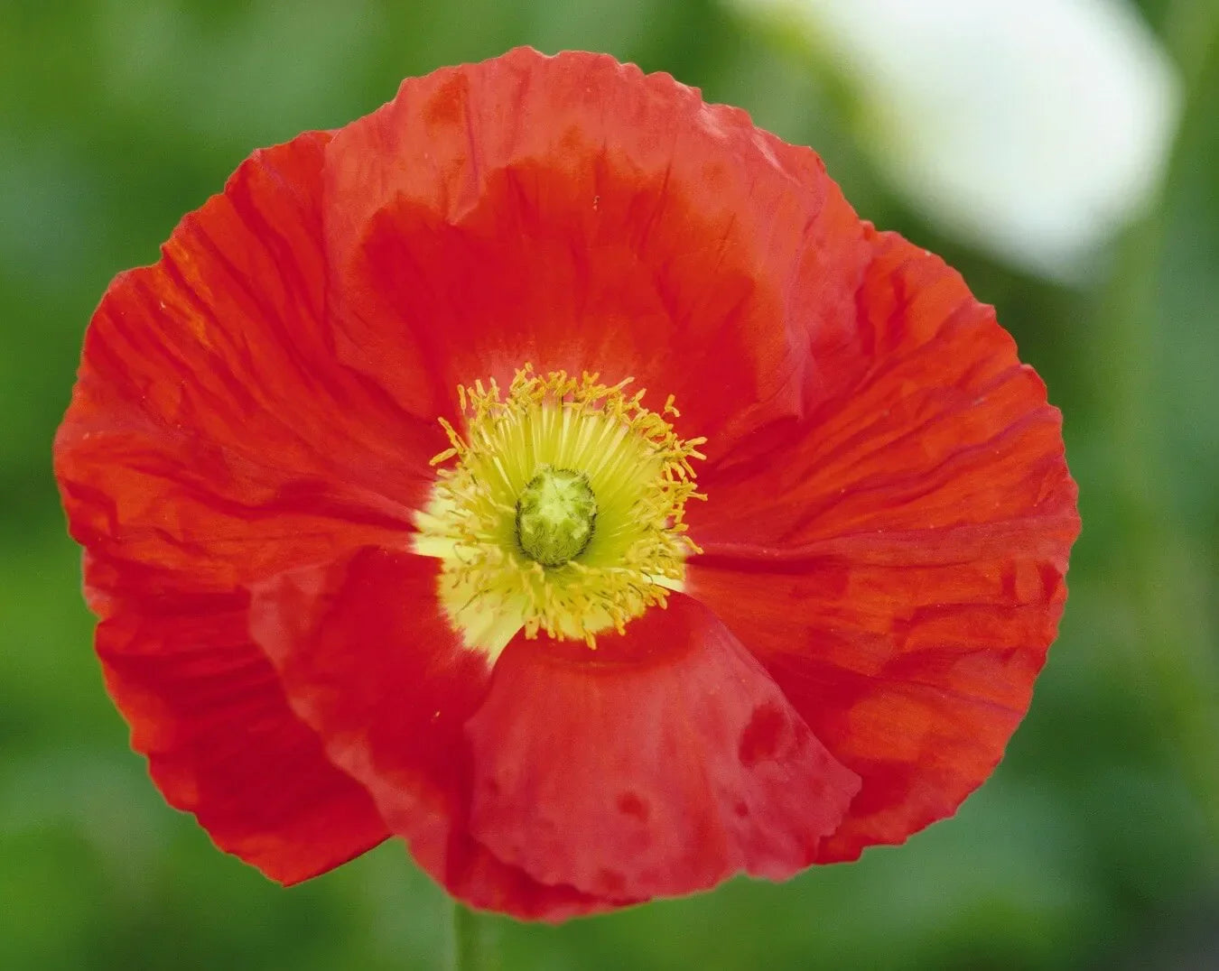 G1314 Papaver Nudicaule Champagne Scarlet 1 C3f75d36 36ef 4264 Aa8e 383c604748ea from www redcrocus com