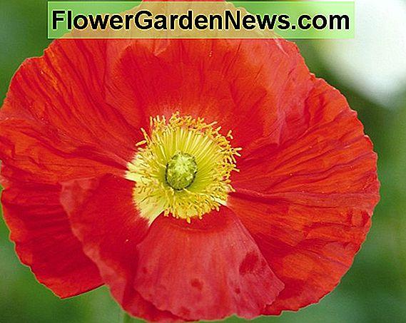 G1314 Papaver Nudicaule Champagne Scarlet 8 0be4ac8f 66aa 4018 8a95 0f3844d298c1 from www redcrocus com