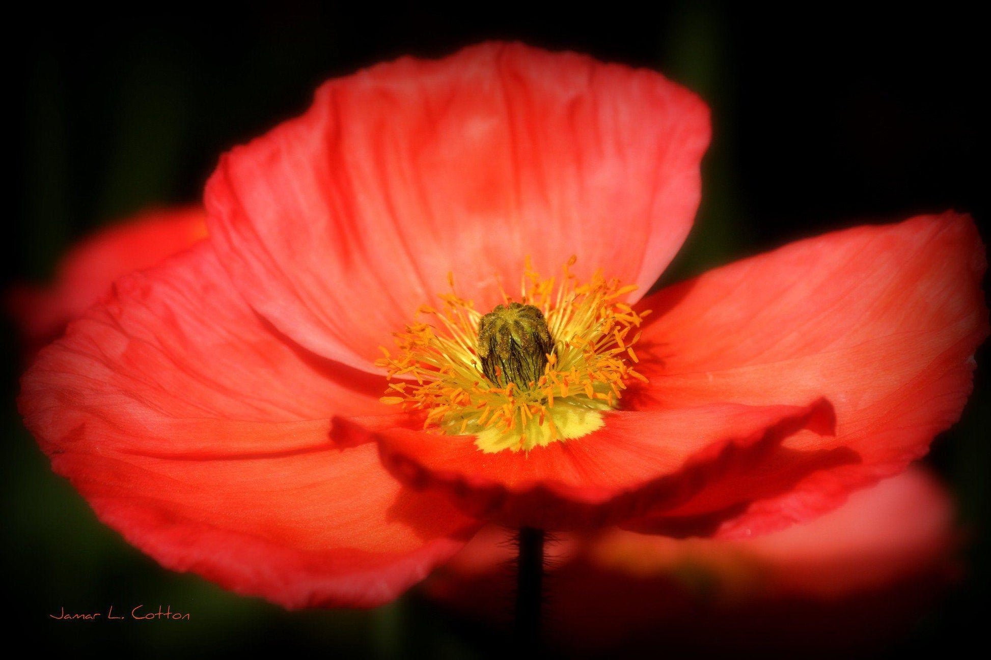 G1314 Papaver Nudicaule Champagne Scarlet 9 873c2674 7585 4e88 B638 A67c8e01278e from www redcrocus com