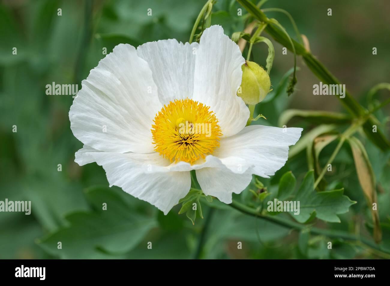 G1315 Papaver Nudicaule Champagne Yellow 10 8fad348f 18f5 46bb Abff A944b692f347 from www redcrocus com