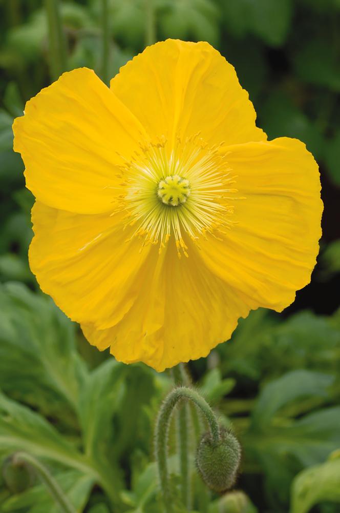 G1315 Papaver Nudicaule Champagne Yellow 1 7ee1653a 3563 493a 897e 018f77a29770 from www redcrocus com