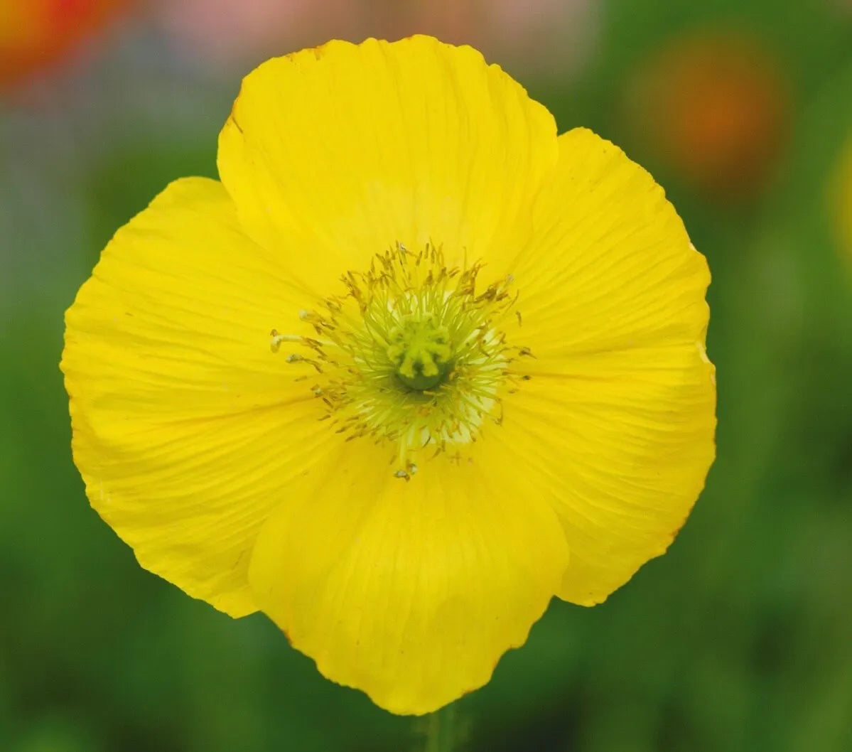 G1315 Papaver Nudicaule Champagne Yellow 1 Cc19e4c6 79e7 4aa2 9307 76180c05198e from www redcrocus com