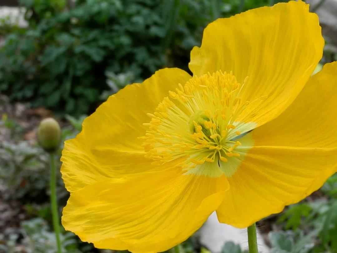 G1315 Papaver Nudicaule Champagne Yellow 3 9d21ca8e 4b09 453c Ada2 Ff36993dbfae from www redcrocus com
