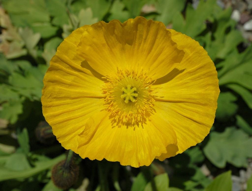 G1315 Papaver Nudicaule Champagne Yellow 4 8dea2c48 Ac2a 4a1b B24e 1424ca52846c from www redcrocus com