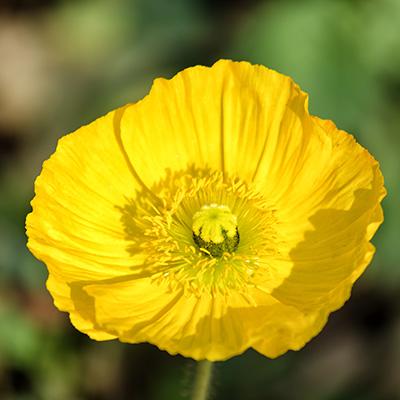 G1315 Papaver Nudicaule Champagne Yellow 5 1824447a 7593 4606 9d4d 42e4950c0df1 from www redcrocus com