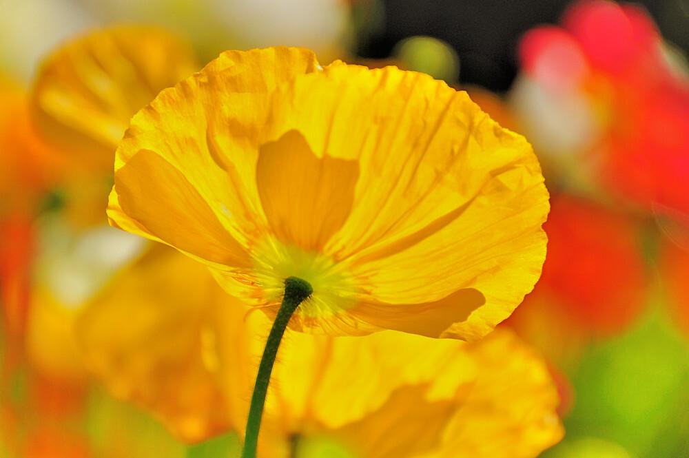 G1315 Papaver Nudicaule Champagne Yellow 7 9b7c6405 E9fa 44ab 9401 1f319915275f from www redcrocus com