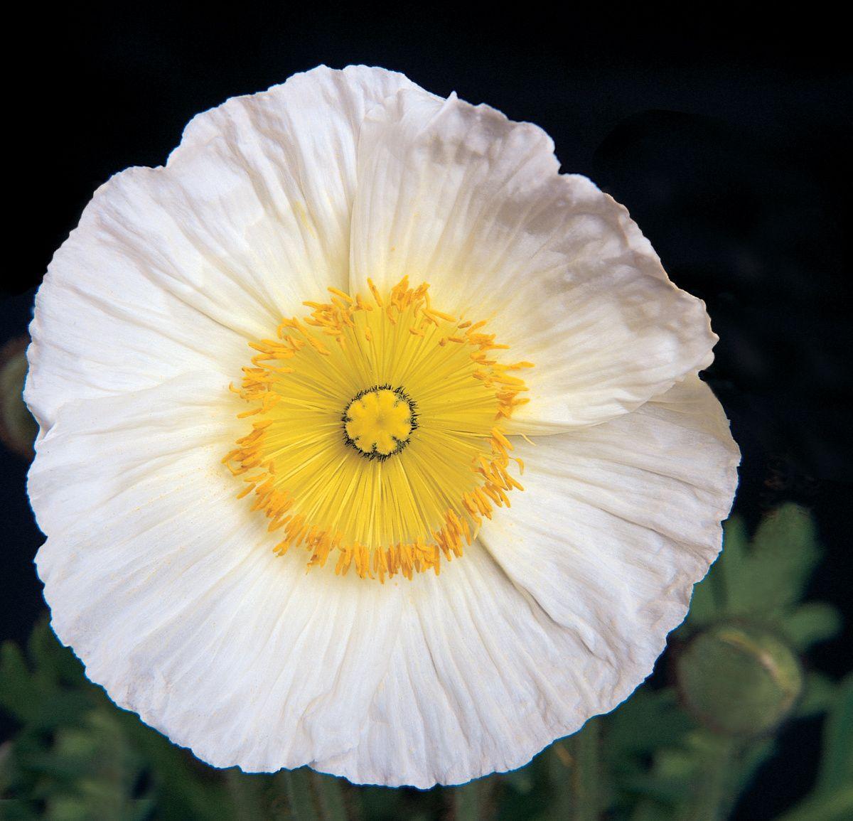 G1315 Papaver Nudicaule Champagne Yellow 9 4898194c E0a7 495b 8f4b 444b44f548ad from www redcrocus com