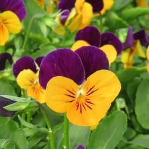 G1330 Viola Cornuta Sorbet Orange Jump Up 7 04c4d463 822b 43c1 Ab32 A5009fa6b787 from www redcrocus com