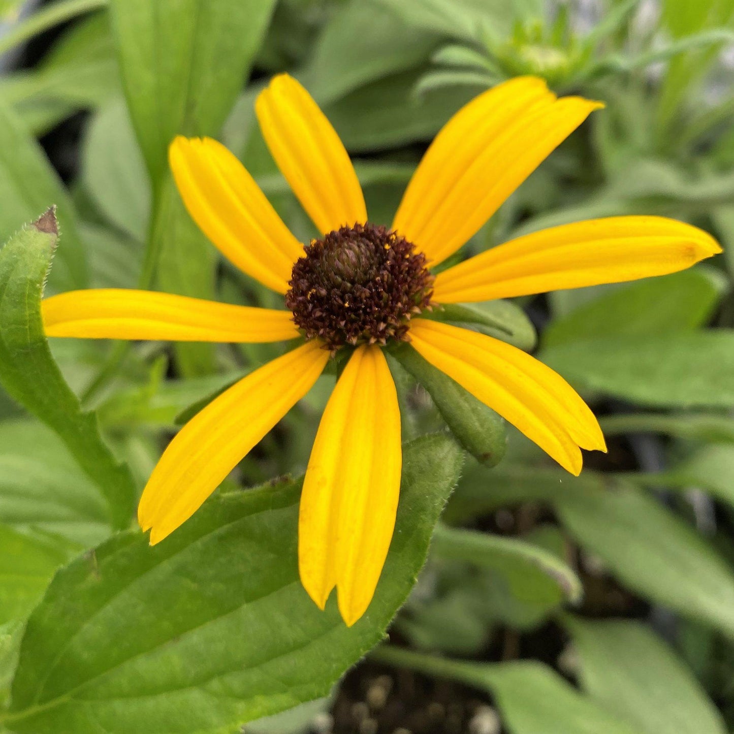 G1334 Rudbeckia Fulgida Var  Speciosa Viette S Little Suzy - View 10 from www redcrocus com