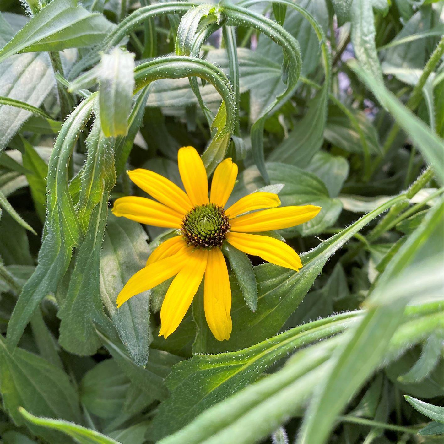 G1334 Rudbeckia Fulgida Var  Speciosa Viette S Little Suzy - View 12 from www redcrocus com