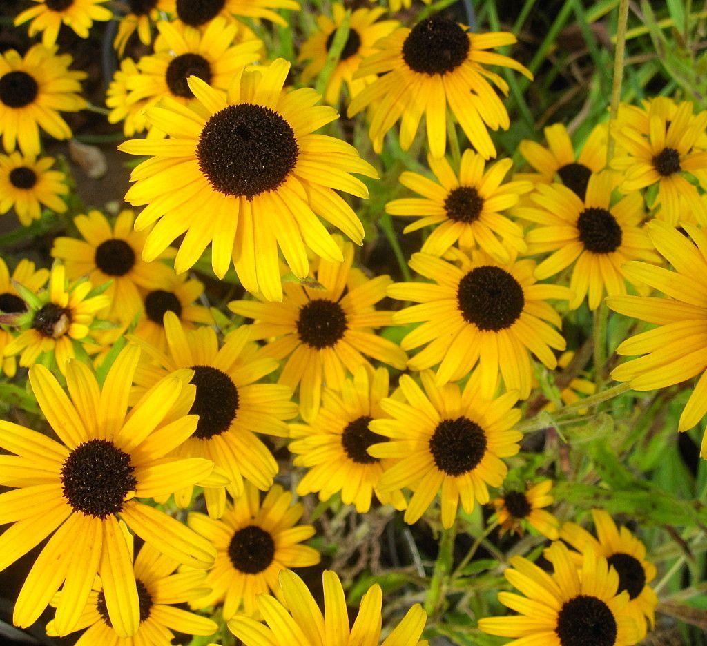 G1334 Rudbeckia Fulgida Var  Speciosa Viette S Little Suzy - View 17 from www redcrocus com