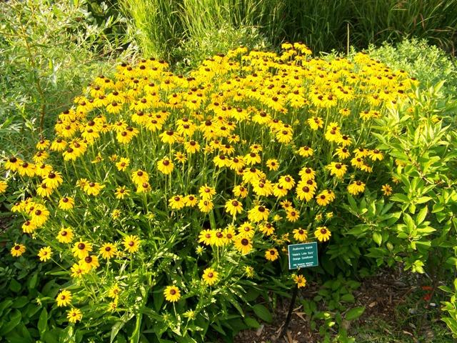 G1334 Rudbeckia Fulgida Var  Speciosa Viette S Little Suzy - View 3 from www redcrocus com