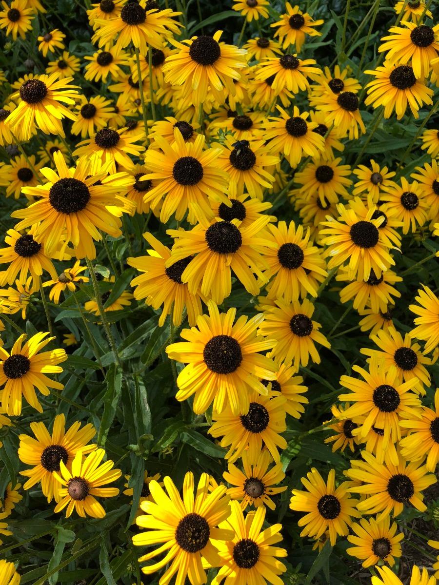 G1334 Rudbeckia Fulgida Var  Speciosa Viette S Little Suzy - View 5 from www redcrocus com