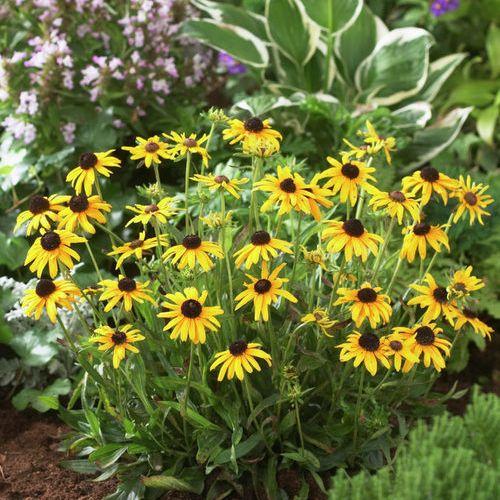 G1334 Rudbeckia Fulgida Var  Speciosa Viette S Little Suzy - View 9 from www redcrocus com