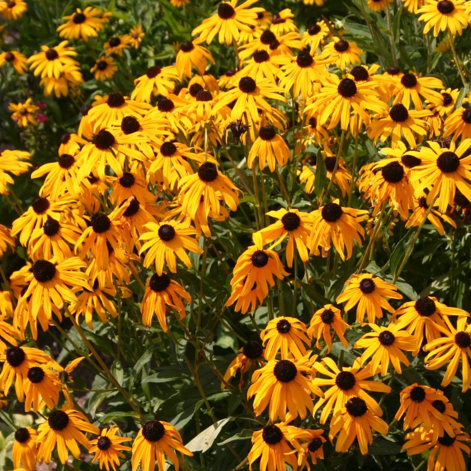G1334 Rudbeckia Fulgida Var  Speciosa 'viette's Little Suzy' - View 10 from www redcrocus com